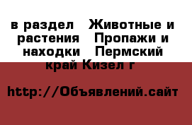  в раздел : Животные и растения » Пропажи и находки . Пермский край,Кизел г.
